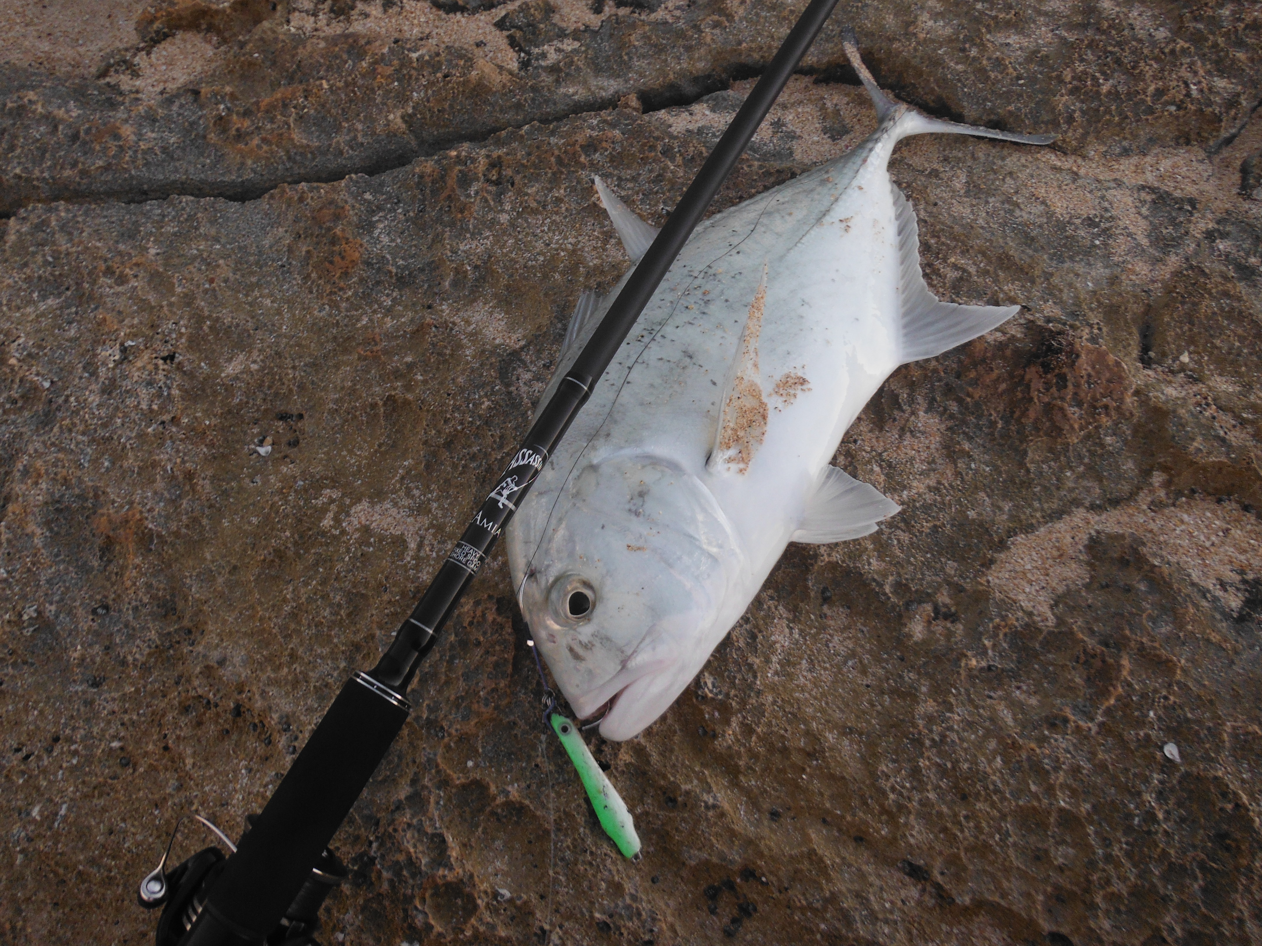 Assassin Rods  Fishing -  - Fishing WA. Fishing Photos &  Videos