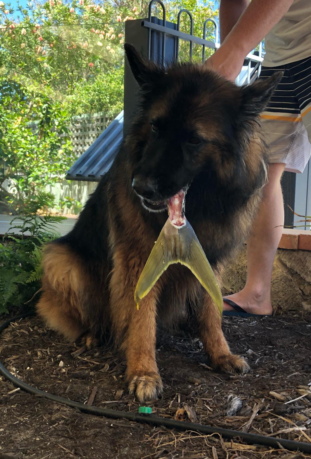 german shepherd fish