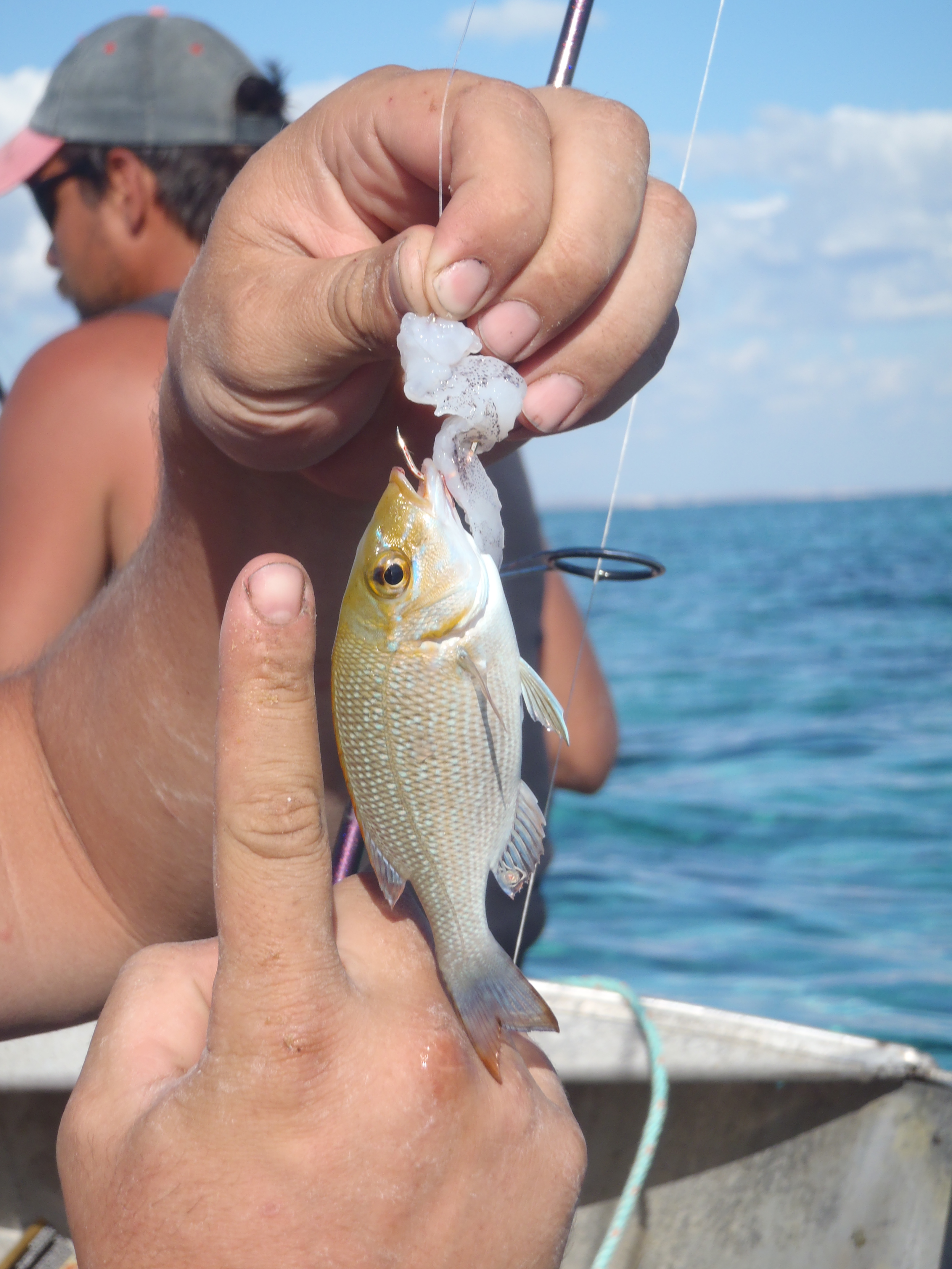 Small Fish on Big Hooks  Fishing -  - Fishing WA. Fishing  Photos & Videos