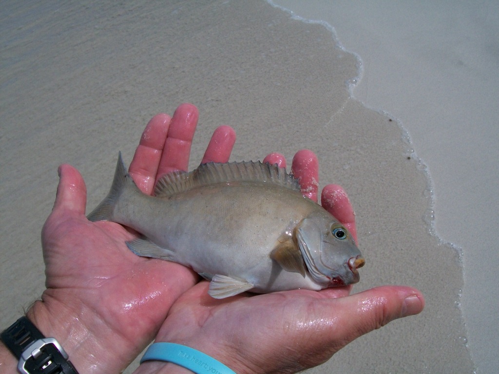 Fish Identification Fishing Fishing WA. Fishing Photos & Videos