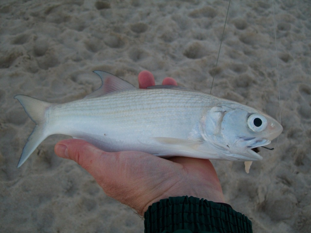 Fish Identification Fishing Fishing WA. Fishing Photos & Videos