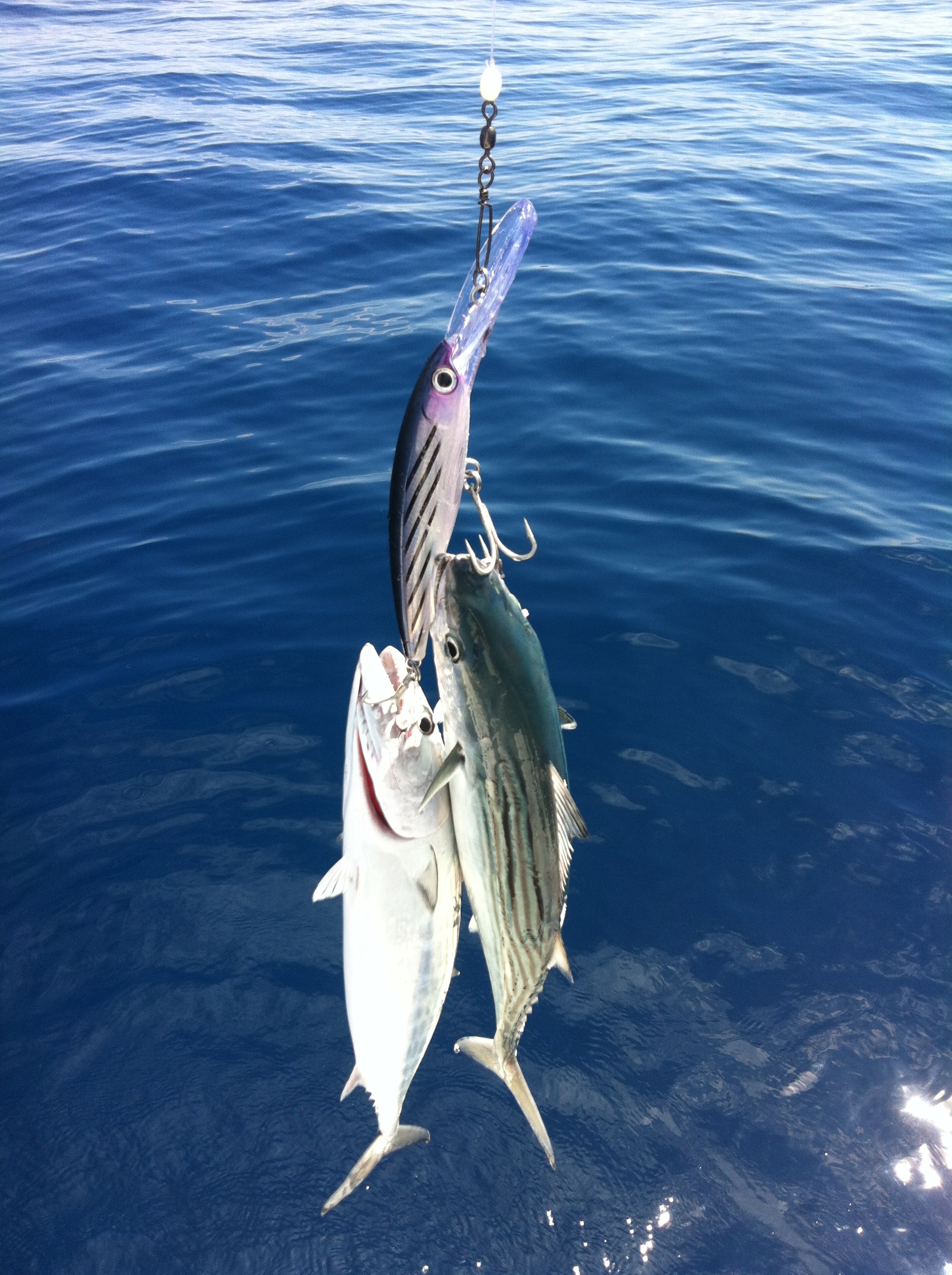 Baged out on Bonito  Fishing -  - Fishing WA. Fishing  Photos & Videos