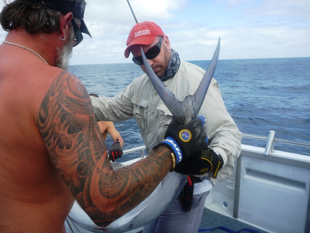 Another Marlin Tagged And Released In Jurien Pics Added Fishing