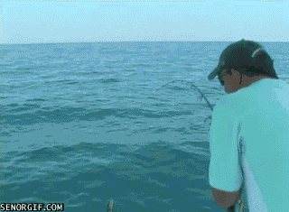 http://fishwrecked.com/files/damon4949/40LB-Barracuda-Gets-Sick-of-The-Sea.gif