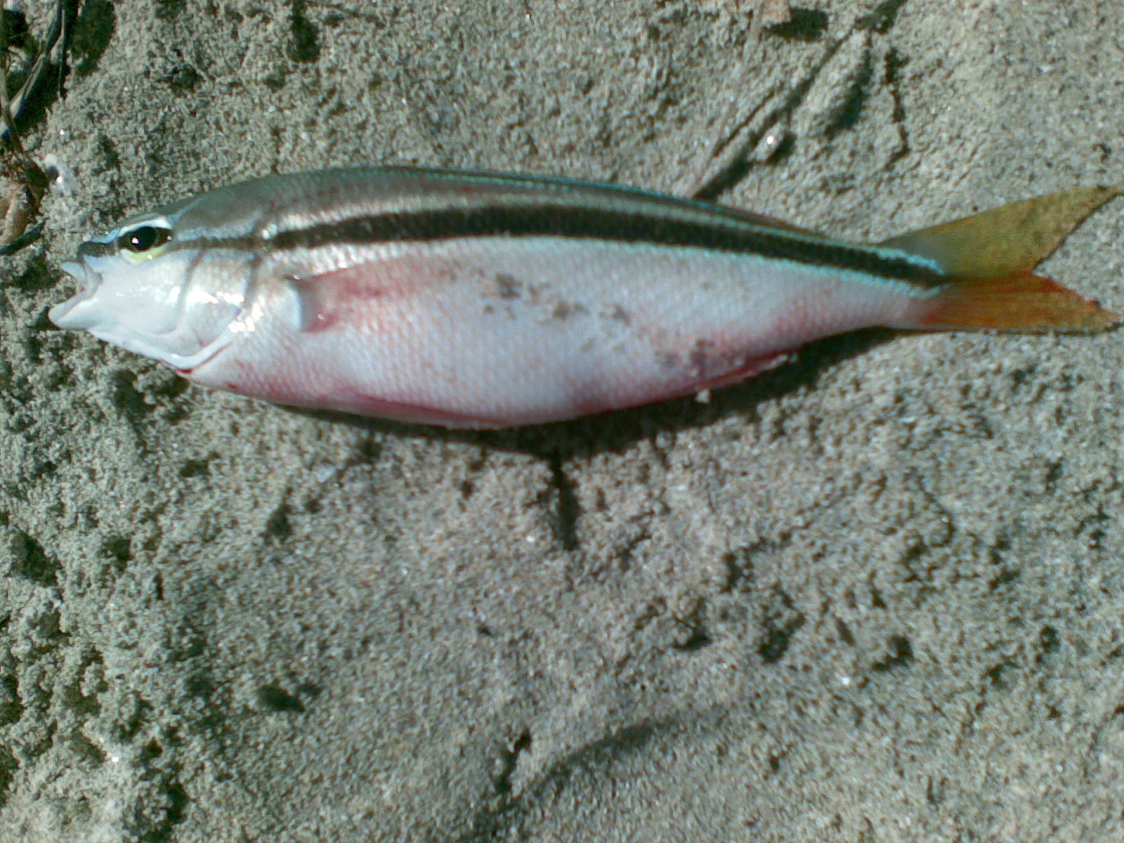 Fish ID? Fishing Fishing WA. Fishing Photos & Videos