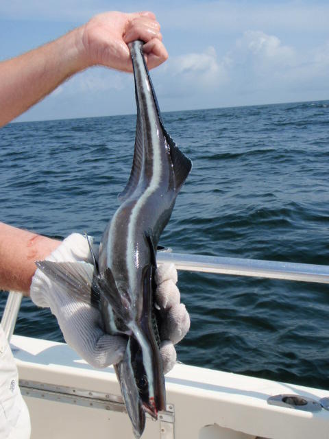 fish id please  Fishing -  - Fishing WA. Fishing Photos &  Videos