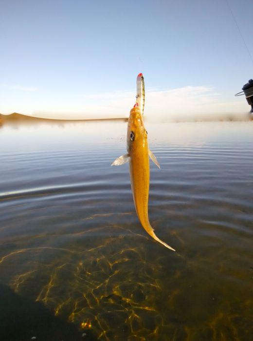 How to rig a baitfish with a double hook rig - fishing tip by Paul  Worsteling