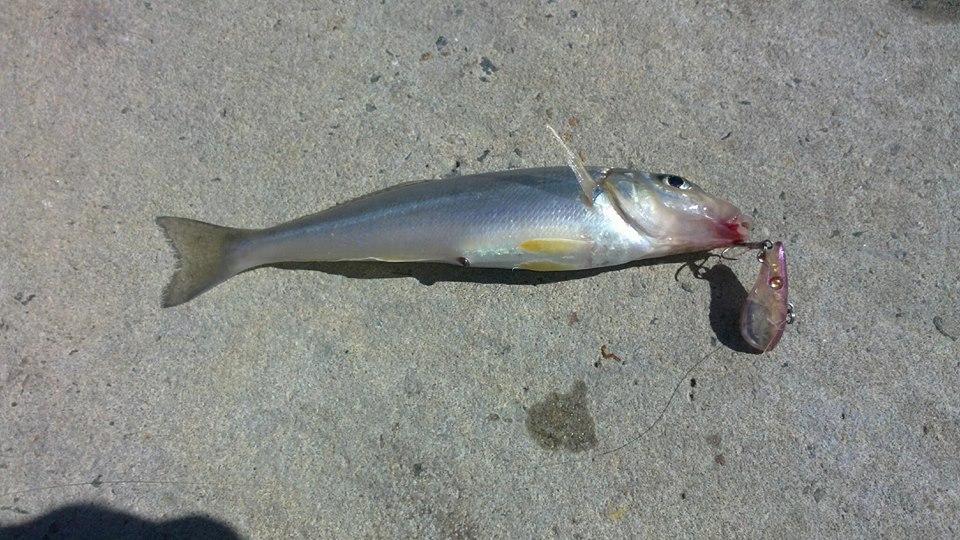 whiting fish