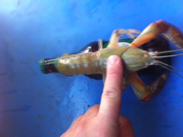 yabby fishing, yabby fishing Suppliers and Manufacturers at