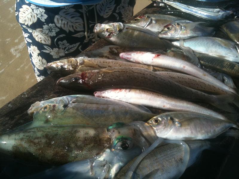 pretty good for a mornings fishing Fishing