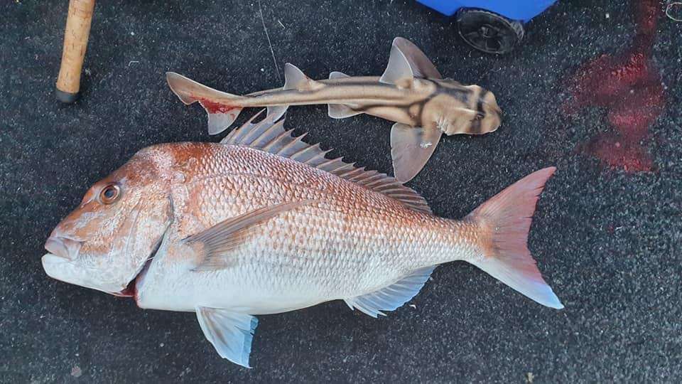 Nets at Pensarn, PB Whiting, Tacos, and PB Perch