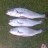 the three mulloway