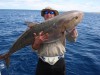 Madfisher's Amberjack