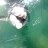 dolphins way to friendly