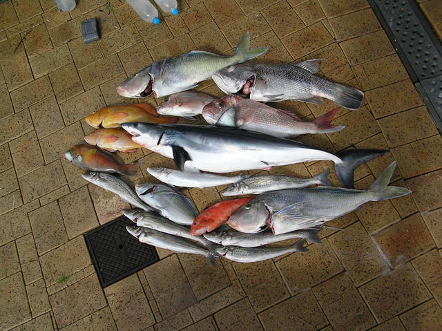 FRIDAYS CATCH 1/09/07