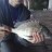 canning bridge bream