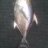 Fish id - exmouth depths