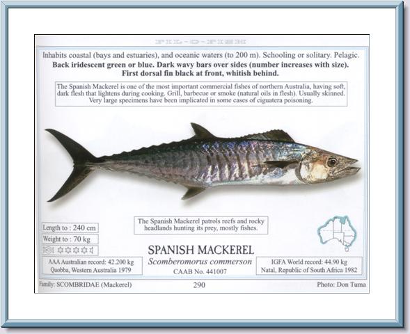 Spanish Mackerel Info