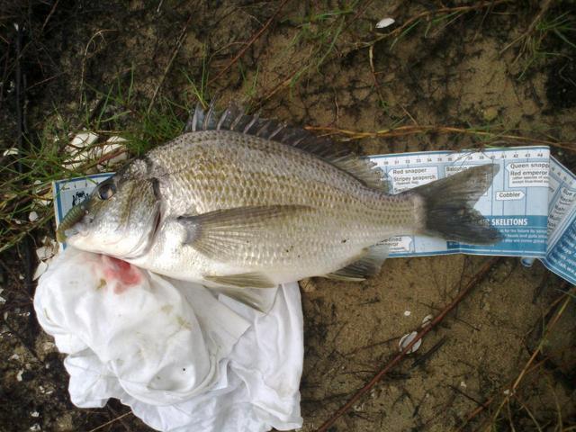 canning river bream