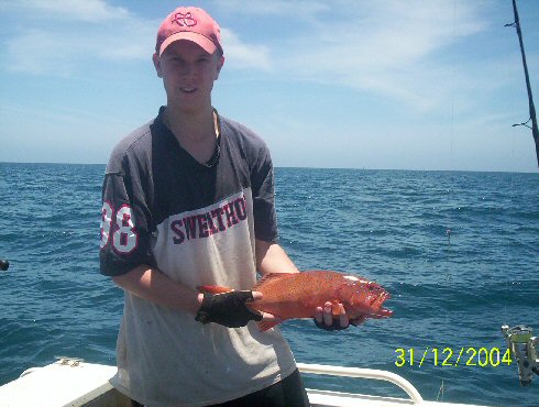 Small Coral Trout