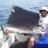 Exxy Sailfish