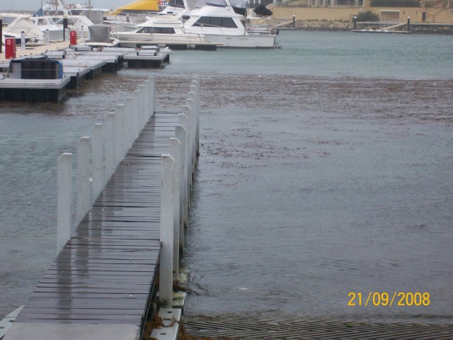 mindarie marina seaweed