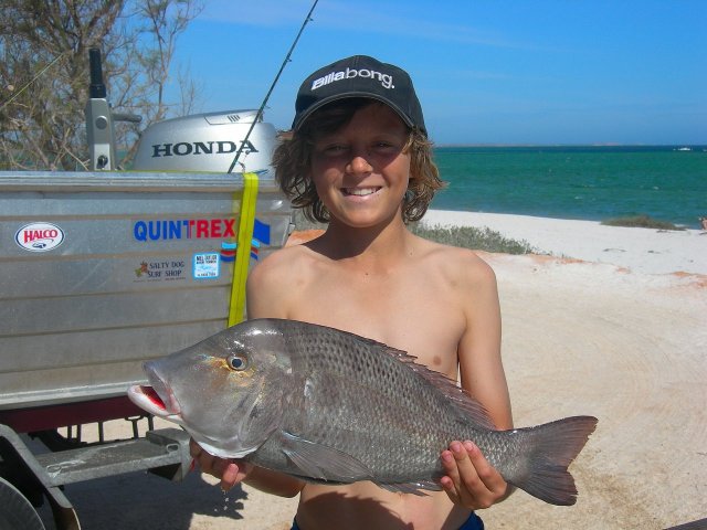 black snapper