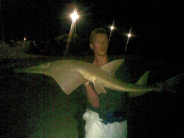 good shovel nose shark, caught off perth metro beach last  night.