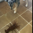 Pup meets cray