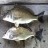 The difference between a 36cm and a 37cm bream