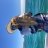 Andys big squid 