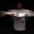 1st of 2 mulloway in 2 weeks