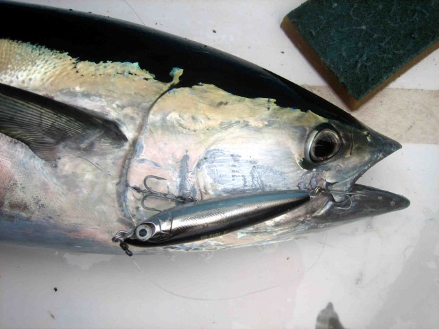 Stickbait tuna