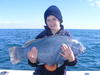 Nice Blue Groper