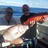 monday catch