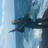 stones cobia