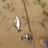 bream