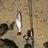 nice day at the swan