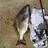 bream