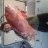 12.9kg Red Emperor