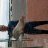 pb baldie on spear
