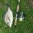 Bream