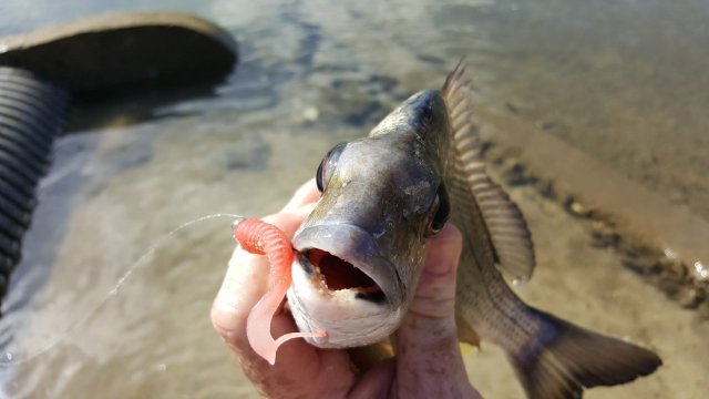 Goldcoast bream'n