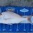 Inshore Pinky