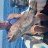 Nice Dhufish