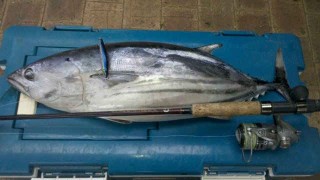 tuna on stick bait at jurien