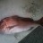 snapper