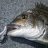 Sebile Bream