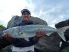 Plenty of salmon at north mole