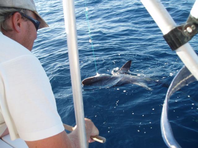 Jigging Shark # 4